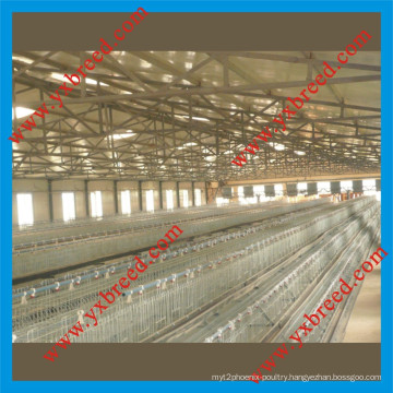 Poultry Layer House A3l90